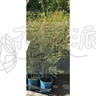 花幫派_季節花卉植物—澳洲蠟梅--桃金孃科~生長速度快/