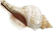 FOMIYES Seashell Fish Tank Decor Natural Shell Ornament for Wedding Aquarium Large Conch Shell