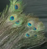 Zucker Feather 20 Peacock Eye Feathers 30-40" Art