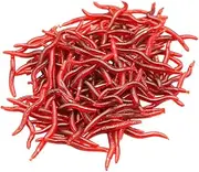 100pcs Bionic Earthworm Bait Wax Worms Earthworms Live for Garden Live Earthworms for Gardening Earthworm Casting red Worms for Fishing Comprehensive Bait Silica Gel Lure