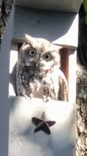 Owl Nesting Box - Screech Owl House cedar bird house