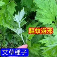 在飛比找蝦皮購物優惠-💥💥【艾草種子】艾草包 藥用種子 驅蚊闢邪 艾草籽 艾葉種子