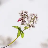 在飛比找ETMall東森購物網優惠-蕎麥花 壓花手機殼美甲拍照臉部裝飾相框天然真花植物標本DIY