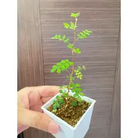 在飛比找蝦皮購物優惠-【🌵精選實生 童話樹 Sophora prostrata 🌵