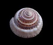 Sea shell -Architectonica perspectiva- 50mm