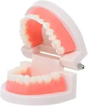 HEALSOPTHY Typodonts Model Demonstration Dentures Study Teach Model Realistic Tooth Oral Health Education