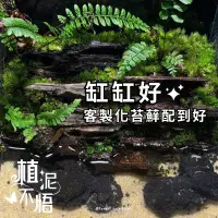 在飛比找蝦皮購物優惠-苔蘚缸缸好🌱客製化幫你配到好✨綜合苔蘚DIY生態瓶、惡魔蟹樹