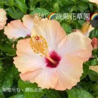 在飛比找蝦皮購物優惠-彩虹🌈蔬果花草園🌈    ❣️朱槿❣️扶桑花～夏威夷熱帶花卉