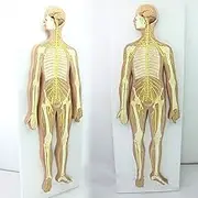 CHROX PVC Anatomy Teaching Mode, Human Anatomy Science Teaching Mode, Human Anatomy Teaching Assistance System, Brain Medicine