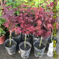 在飛比找蝦皮購物優惠-勿直接下標 日本紅楓 野村 楓葉 紅楓樹 紅楓苗 盆景 盆栽