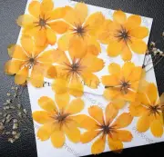 Yellow Pressed Flowers Big 08 Petals Organic DIY Floral Arts Resin Materials