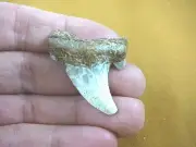 (s1080-31) 1-7/8" Rare KAZAKHSTAN SHARK fossil TOOTH Teeth JEWELRY love sharks