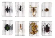 Insect Acrylic Bug Blocks Childrens Prepared Stereo Microscope Slides Sets Kids