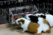 GuineaLoft™ Hop-Stop Harmony Feeder - Patent-Pending Innovative Feeder Designed & Made by Seasoned Owners Who Tried Everything Out There - Guinea Loft Exclusive