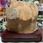 極稀少坪林產 坪林黃龜甲原礦 龜甲石原礦擺件 黃龜甲石收藏品 含座重2.6公斤