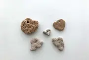 5 Natural Dog-Shaped Beach Rocks pebble art craft Hag Stone puppy head pet holey
