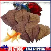 50pcs Fish Almond Leaves - Aquarium Catappa Leaves, Catappa Indian Almond Leaves