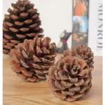 天然松果 乾燥松果 果實 素材 DIY 聖誕花圈 拍照小物 乾燥花 飾品裝飾 松果聖誕樹 聖誕佈置 原色松果
