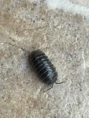 12ct Live Armadillidium vulgare isopods Feeder-Clean Roly Poly pillbug-bug 4 EDU