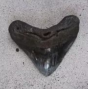 A GORGEOUS MEGALODON FOSSIL SHARK TOOTH WITH INCREDIBLE PATTERNS ON THE BLADE
