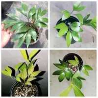 在飛比找蝦皮購物優惠-新到 波溫鐵樹 bowenia spectabilis 澳大