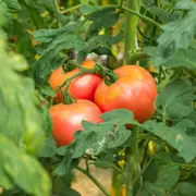 Tomato - Potato Leaf seeds