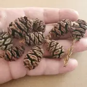 75 mini real pine cones for craft projects small wreath or Christmas tree making