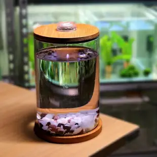 買一送一生態魚缸 斗魚缸迷你小型玻璃魚缸桌面微景觀賞辦公室水族箱生態瓶魚缸 卡洛琳