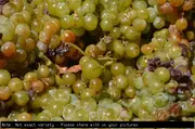 Buy Grape vine - Sun Muscat, Vitis vinifera