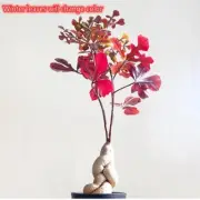 2CM Rare Cactus Live Plant Cussonia Paniculata（Winter Leaves Will Change Color）