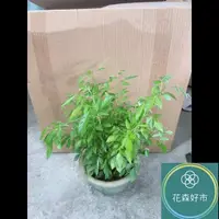 在飛比找momo購物網優惠-【花森好市】抹草(香氣 藥草 盆栽 避邪草 香草植物)