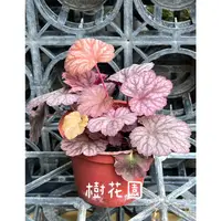 在飛比找蝦皮購物優惠-樹花園～礬根、珊瑚鈴