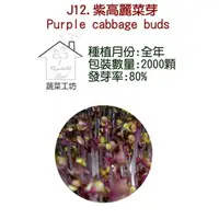 在飛比找momo購物網優惠-【蔬菜工坊】J12.紫高麗菜芽種子(芽菜種子)