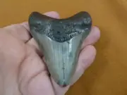 (S275-1) big 3-1/4" Fossil MEGALODON Shark Tooth Teeth JEWELRY love sharks