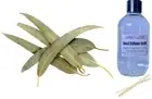 EUCALYPTUS LEAF - Reed Diffuser Refill