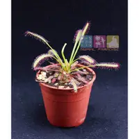 在飛比找蝦皮購物優惠-好望角毛氈苔/Drosera capensis/毛氈苔/捕蠅