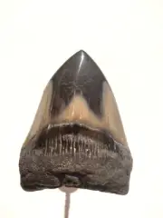 WELL PRESERVED AND EXCELLENT LOOKING MEGALOODN FOSIL SHARK TOOTH