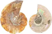 Alipis Educational Ammonite Specimen 2pcs Natural Simulation Model for Student Teaching