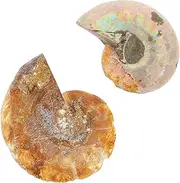 CHILDWEET Ammonite Specimen Set Creative Teaching Material for Paleontology Study