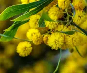 Acacia - Wattle