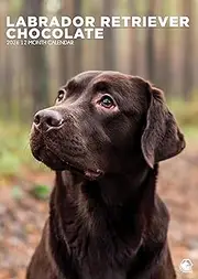 Labrador Retriever Chocolate Calendar 2026 – Celebrate the Charm of Chocolate Labradors