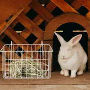 Rabbit Hay Rack Hanging Small Animal Feeder Guinea Pig Grass Bunny Cage