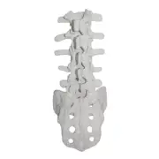 Practical Human Lumbar Vertebrae Model with Sacrum Study Display Teaching Model