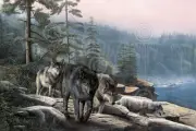 WILDLIFE ART PRINT Stalking the Bluffs by Kevin Daniel Wolf Wolves Poster 19x13