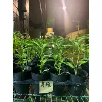 在飛比找蝦皮購物優惠-鍾美青龍辣椒🌶️實生苗3吋盆一棵40