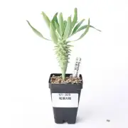 Pot 6.5cm Rare Succulent Living Plant Euphorbia longituberculosa Random Caudex