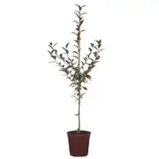 250mm Crab Apple - Malus shotizam Showtime