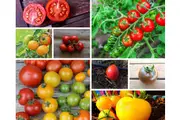 HEIRLOOM TOMATO PACK - 25 Packets / varieties of seeds