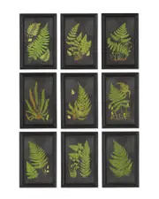 Napa Home & Garden Set of 9 Framed Fern Botanical Prints