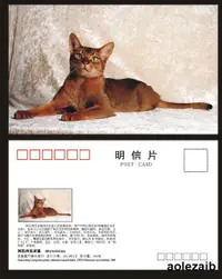 在飛比找露天拍賣優惠-阿比西尼亞貓明信片A版(可做貓極限片)